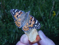 17 05 Schmetterlinge VS